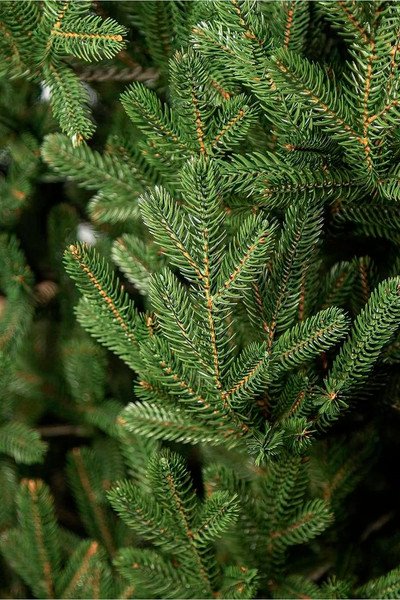 Изображение товара Ель искусственная GreenTerra Элоди (1.8м)