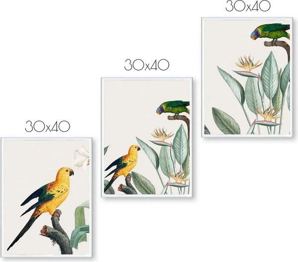 Изображение товара Постеры Citydecor Попугайчики 5 (3шт, 30x40)