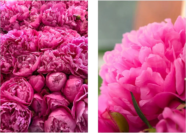 Изображение товара Постеры Citydecor Пионы 5 (2шт, 40x60)