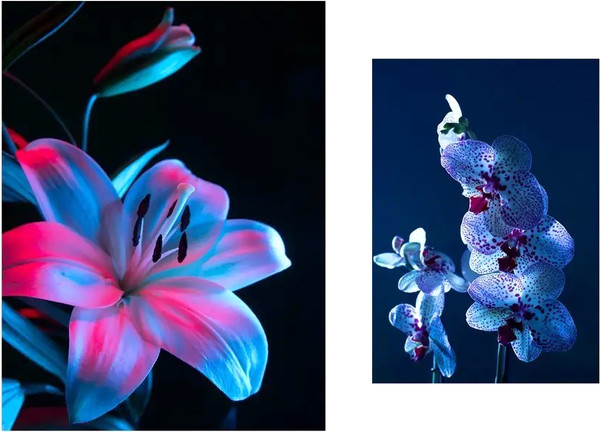 Изображение товара Постеры Citydecor Цветы 22 (2шт)