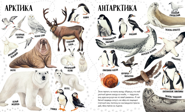 Изображение товара Развивающая книга CLEVER Приключения улитки Элли в мире животных мягкая обложка (Константиновская Ольга)