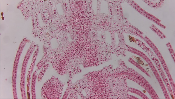 Изображение товара Камера цифровая для микроскопа ToupCam XCAMLITE1080PA HDMI USB / 31842