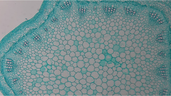 Изображение товара Камера цифровая для микроскопа ToupCam XCAMLITE1080PA HDMI USB / 31842