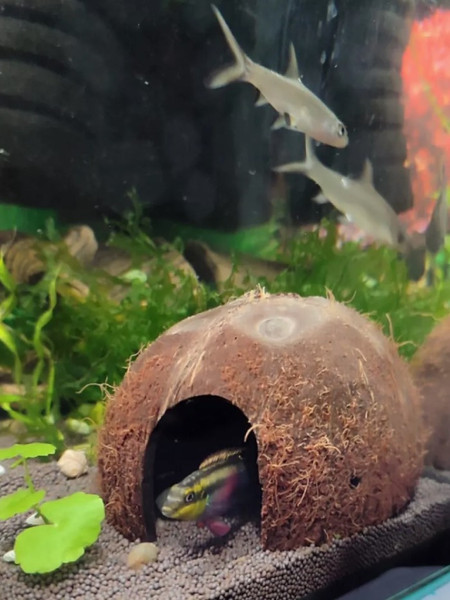 Изображение товара Декорация для террариума BOTANICA Укрытие 1/2 не шлифованная