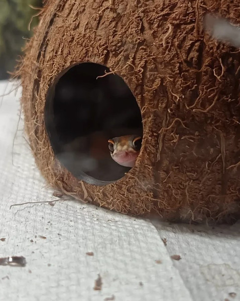 Изображение товара Декорация для террариума BOTANICA Укрытие 3/4 не шлифованная