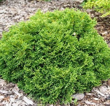 Изображение товара Саженец кустарника Красный клен Туя западная Little Gem (20-30см)