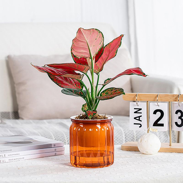 Изображение товара Кашпо BOTANICA Jam 10.5x11.5см (оранжевый)