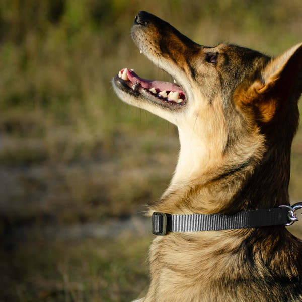 Изображение товара Ошейник Ferplast Club C10/32 / 75250969 (серый)