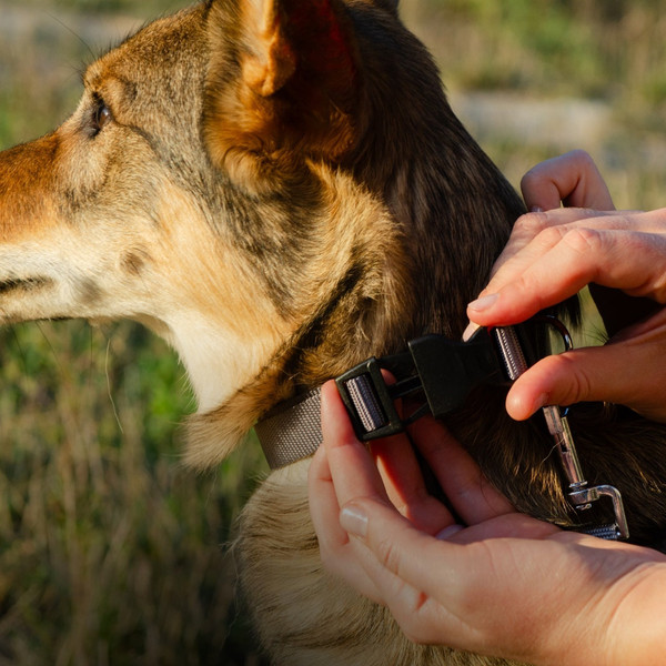 Изображение товара Ошейник Ferplast Club C10/32 / 75250969 (серый)