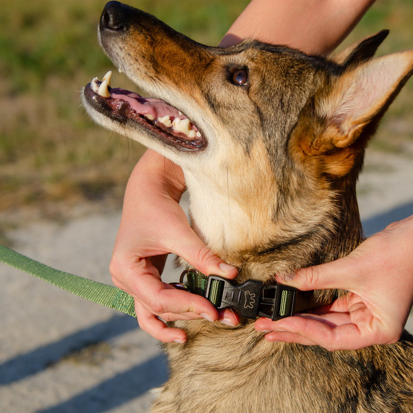 Изображение товара Ошейник Ferplast Club C15/44 / 75255976 (темно-зеленый)