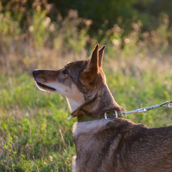 Изображение товара Ошейник Ferplast Club CF15/35 / 75256976 (темно-зеленый)
