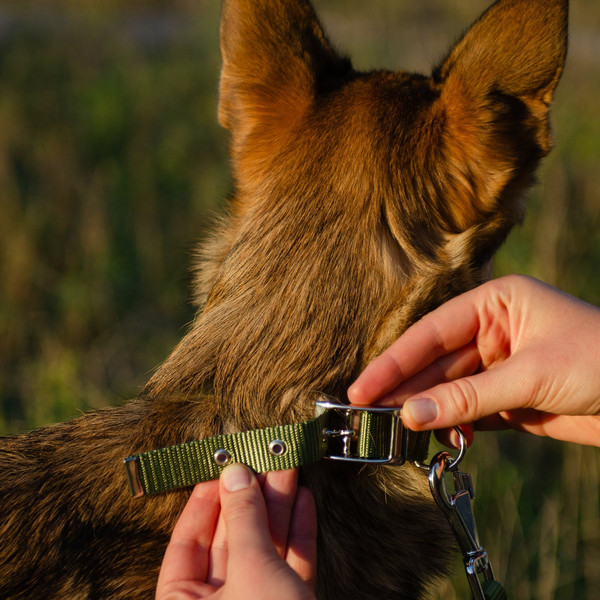 Изображение товара Ошейник Ferplast Club CF15/35 / 75256976 (темно-зеленый)