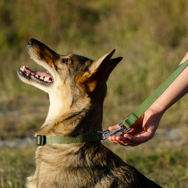 Изображение товара Ошейник Ferplast Club C20/56 / 75260976 (темно-зеленый)