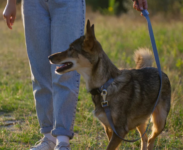 Изображение товара Поводок Ferplast Club G10/120 / 75340969 (серый)