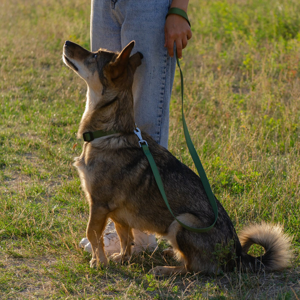 Изображение товара Поводок Ferplast Club G10/120 / 75340976 (темно-зеленый)