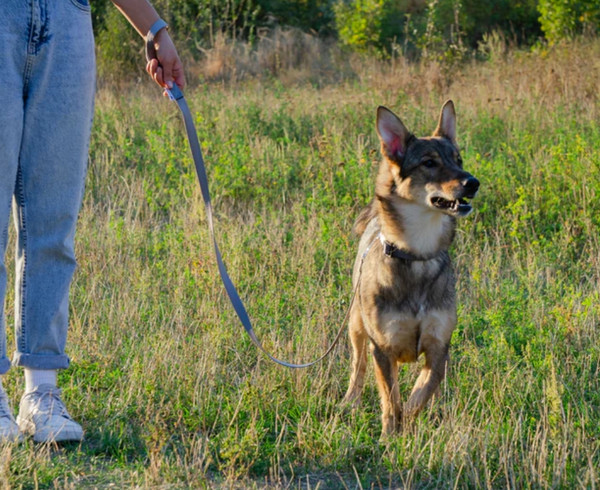 Изображение товара Поводок Ferplast Club G15/120 / 75345969 (серый)