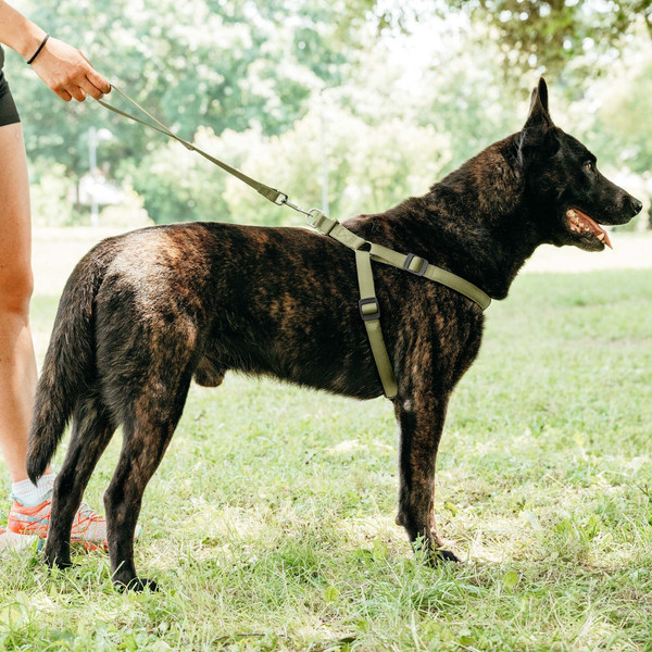 Изображение товара Шлея Ferplast Daytona P / 75578976 (L, темно-зеленый)