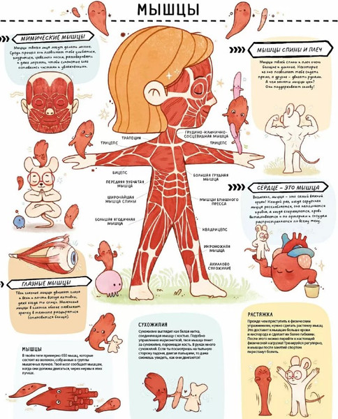 Изображение товара Развивающая книга Робинс С секретами. Секреты тела человека, твердая обложка