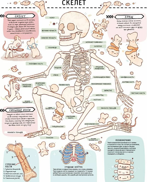 Изображение товара Развивающая книга Робинс С секретами. Секреты тела человека, твердая обложка
