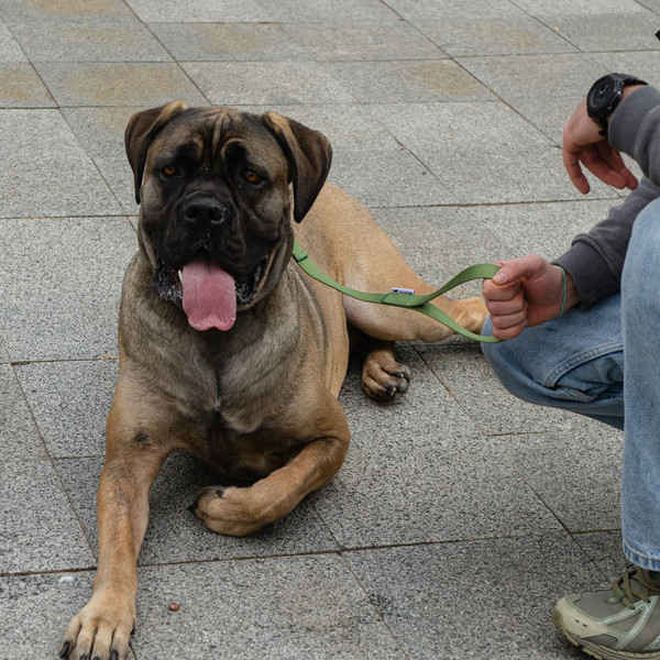 Изображение товара Поводок Ferplast Club GM25/45 (темно-зеленый)