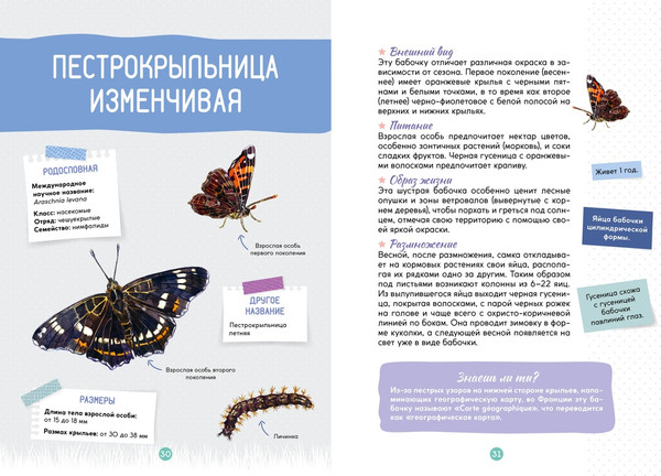 Изображение товара Энциклопедия Махаон Лесные животные, мягкая обложка (Жапьо Ксавье)