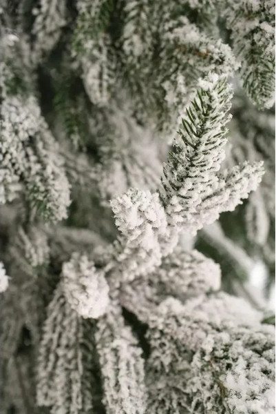 Изображение товара Ель искусственная National Tree Company Рождественская Премиум заснеженная РД/ПР/ЗСН-240 (240см)