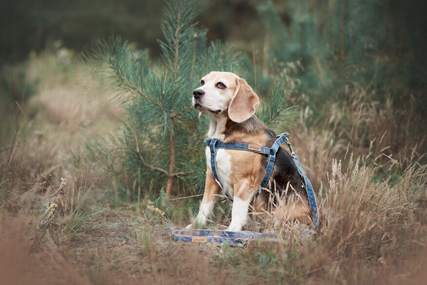 Изображение товара Поводок-рулетка Ami Play Infini в чехле (S, темно-синий)