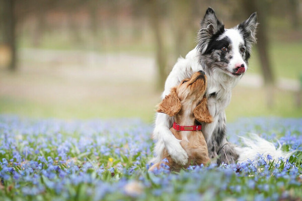 Изображение товара Шлея Ami Play регулируемая XL (50-95x3, черный)