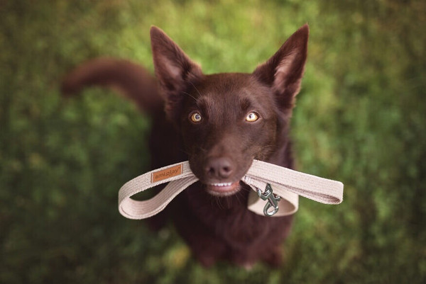 Изображение товара Шлея Ami Play регулируемая XL (50-95x3, красный)