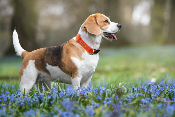 Изображение товара Шлея Ami Play регулируемая XL (50-95x3, красный)