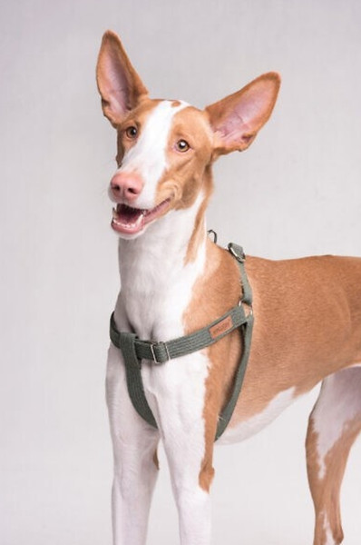 Изображение товара Шлея Ami Play регулируемая XL (50-95x3, красный)