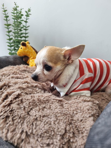 Изображение товара Лежанка для животных MATEX Pet Lux / 55-990 (темно-серый/кофейный)