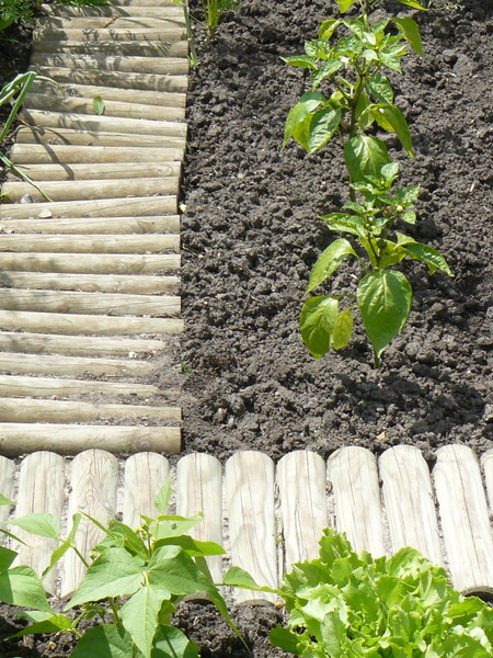 Изображение товара Изгородь декоративная Массив-Древ Рольборд D70x500x2500