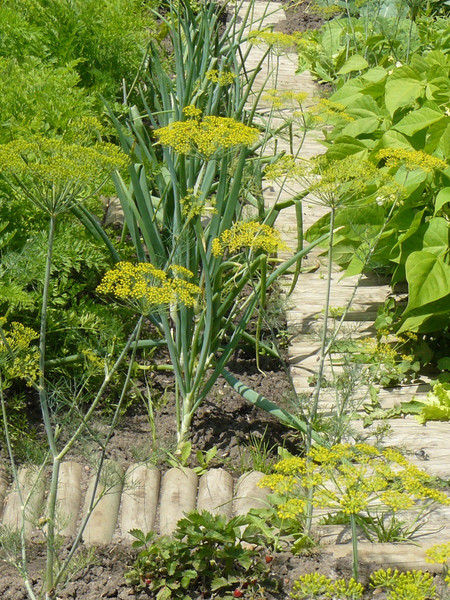 Изображение товара Изгородь декоративная Массив-Древ Рольборд D70x500x2500