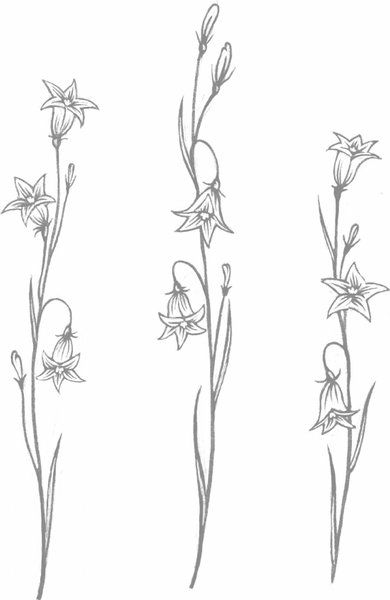 Изображение товара Книга АСТ Предатель из параллельного, твердая обложка (Каретникова Екатерина)