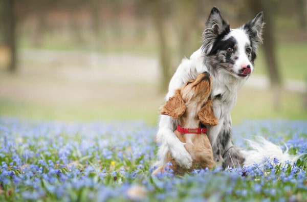 Изображение товара Ошейник-полуудавка Ami Play 34-55см (XL, хаки)