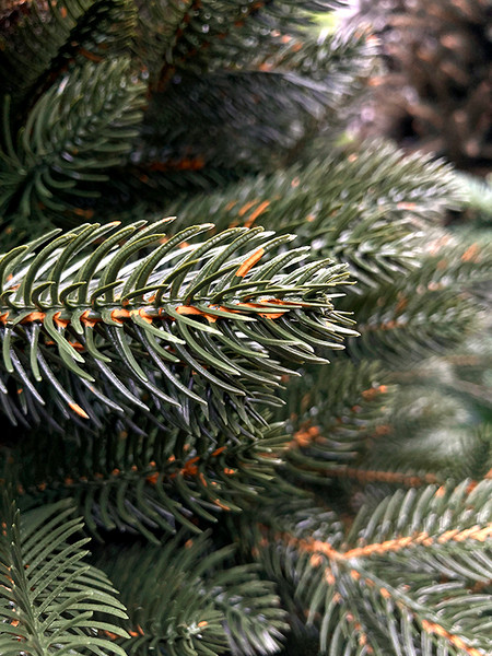 Изображение товара Сосна искусственная GreenTerra Босния (2.5м)