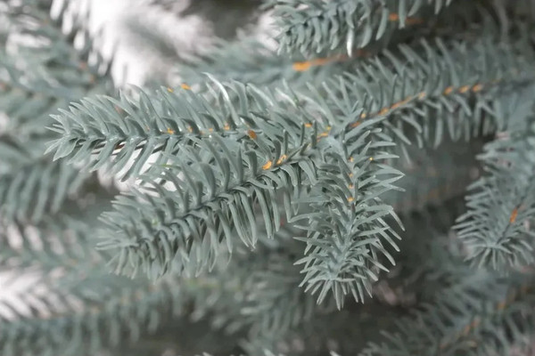 Изображение товара Ель искусственная National Tree Company Авелина / АВ/ГЛ-60 (60см, голубой)