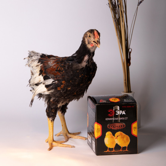 Изображение товара Лампа для растений ЭРА FITO-200W-НQ / Б0059885