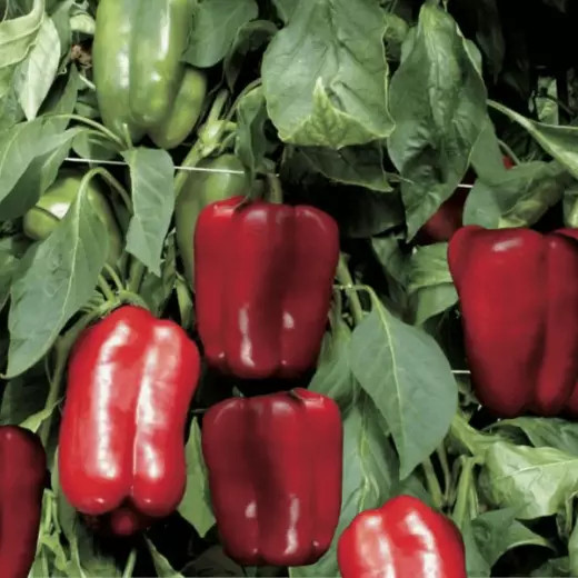 Изображение товара Семена Sakata Перец сладкий Омброне F1 (10шт)