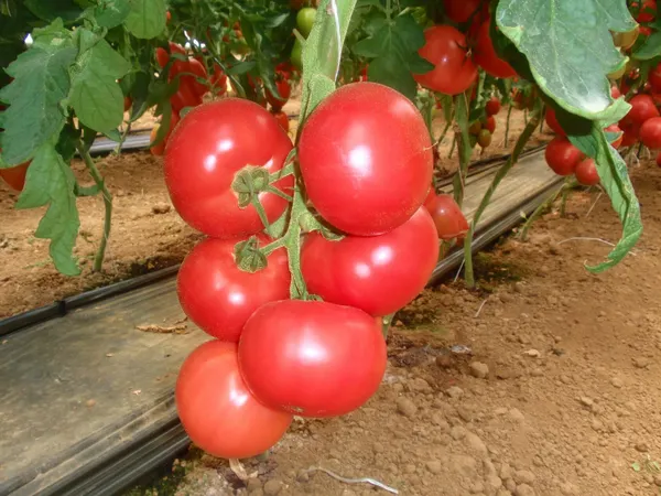 Изображение товара Семена Sakata Томат Пинк Парадайз F1 (5шт)