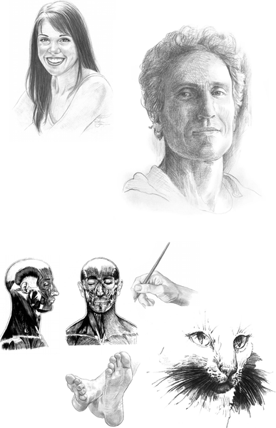 Изображение товара Книга АСТ Анатомия для художников, мягкая обложка  (Walter Foster)