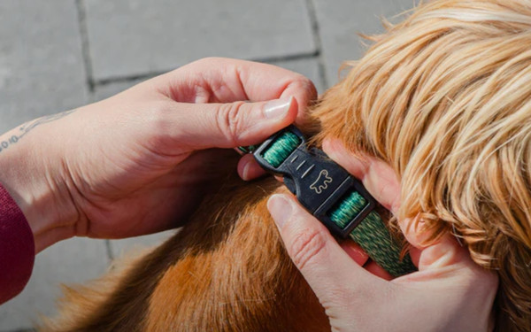 Изображение товара Ошейник Ferplast Greener C15/44 / 78140323 (зеленый)