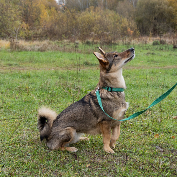 Изображение товара Ошейник Ferplast Greener C20/56 / 78140423 (зеленый)