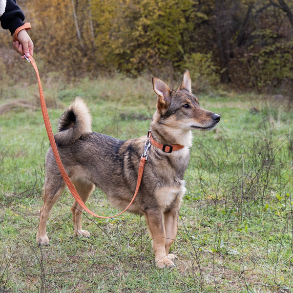 Изображение товара Ошейник Ferplast Greener C20/56 / 78140439 (оранжевый)