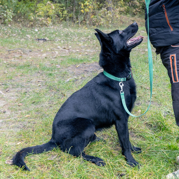 Изображение товара Ошейник Ferplast Greener C25/70 / 78140523 (зеленый)