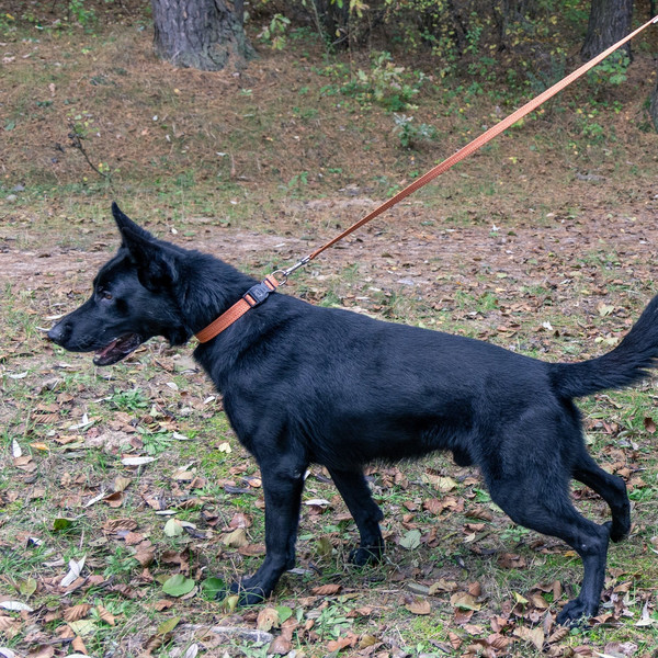 Изображение товара Ошейник Ferplast Greener C25/70 / 78140539 (оранжевый)