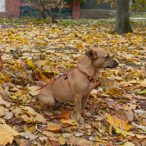 Изображение товара Шлея Ferplast Greener P / 78160239 (S-M, оранжевый)