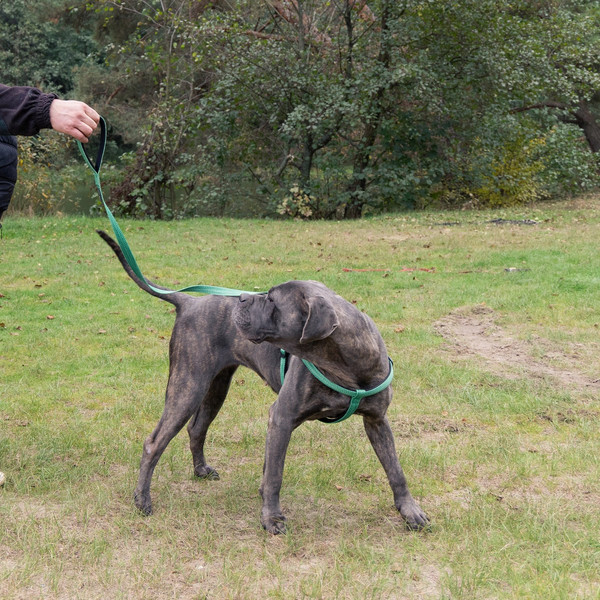 Изображение товара Поводок Ferplast Greener Soft G25/120 / 78180423 (зеленый)