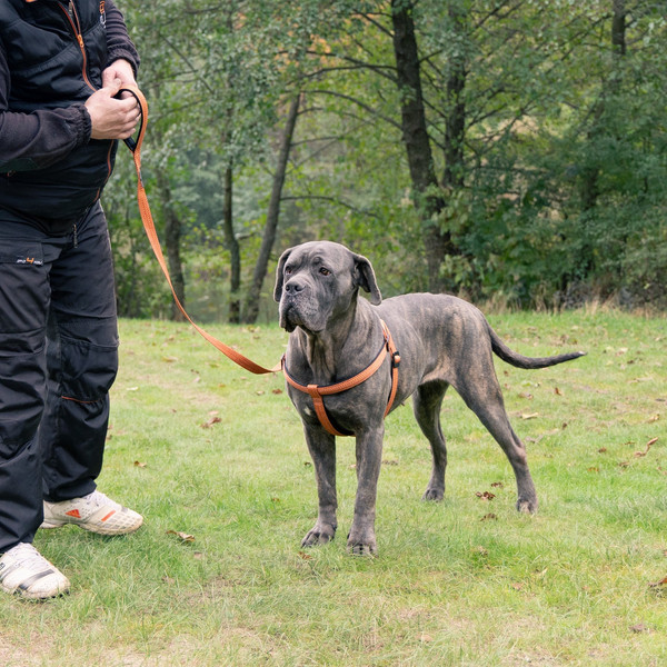 Изображение товара Поводок Ferplast Greener Soft G25/120 / 78180439 (оранжевый)